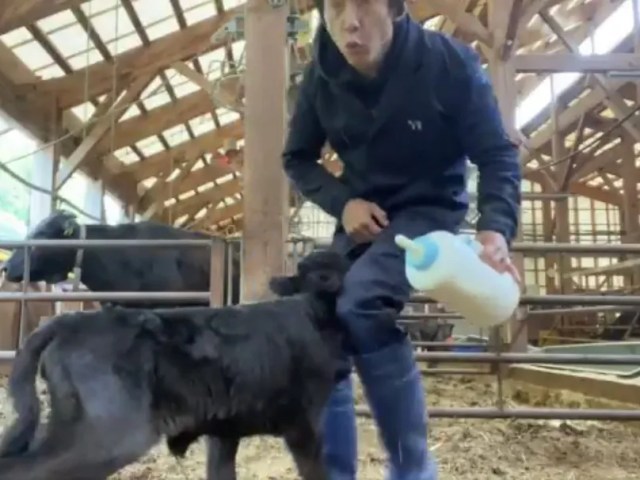 男性からミルクをもらう子牛、間違って股間に強烈な突き上げをお見舞い！せめて迷えよ