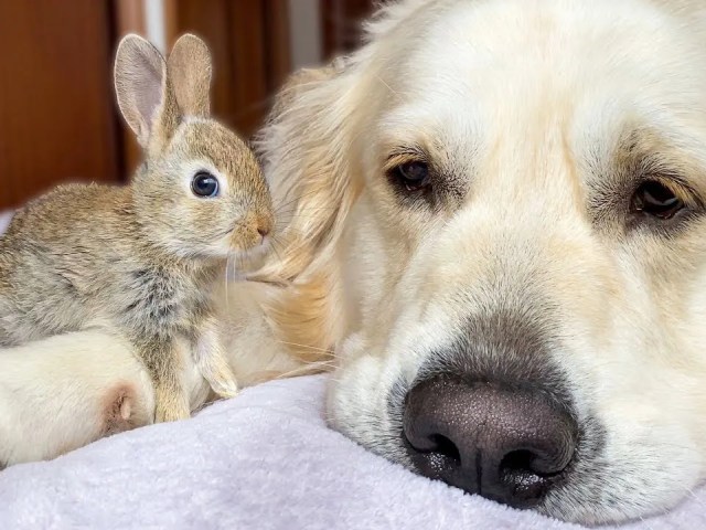 ゴールデン・レトリバーを親だと思っている子ウサギたちの映像が可愛すぎた